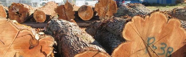 Logs that will be used for a custom log home build.